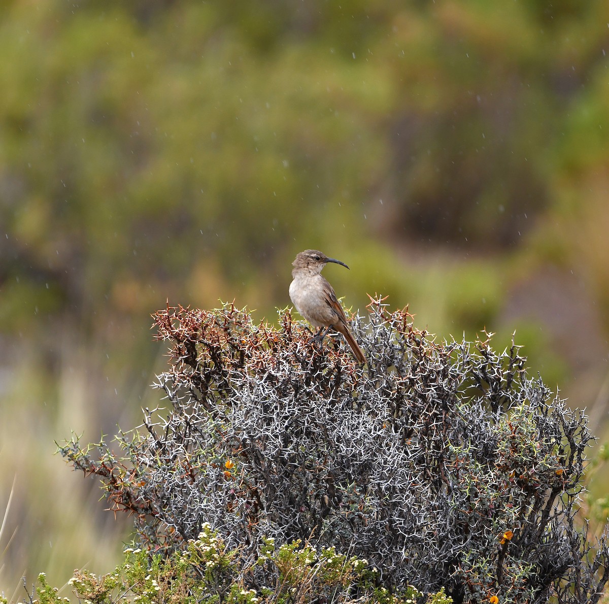 Buff-breasted Earthcreeper - ML580941001