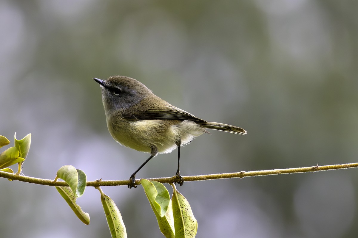 Brown Gerygone - ML580943091