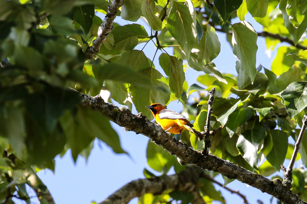Bullock's Oriole - Marie O'Shaughnessy