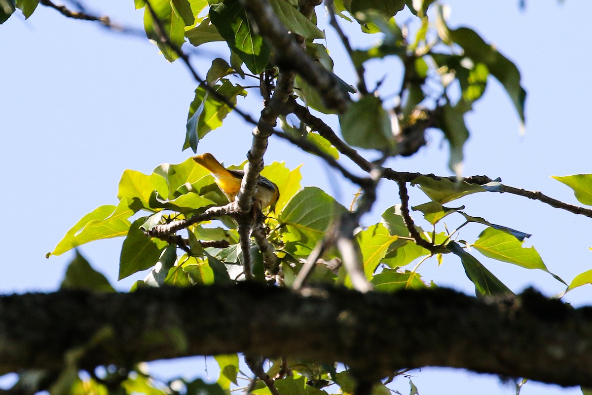 Bullock's Oriole - ML580943121