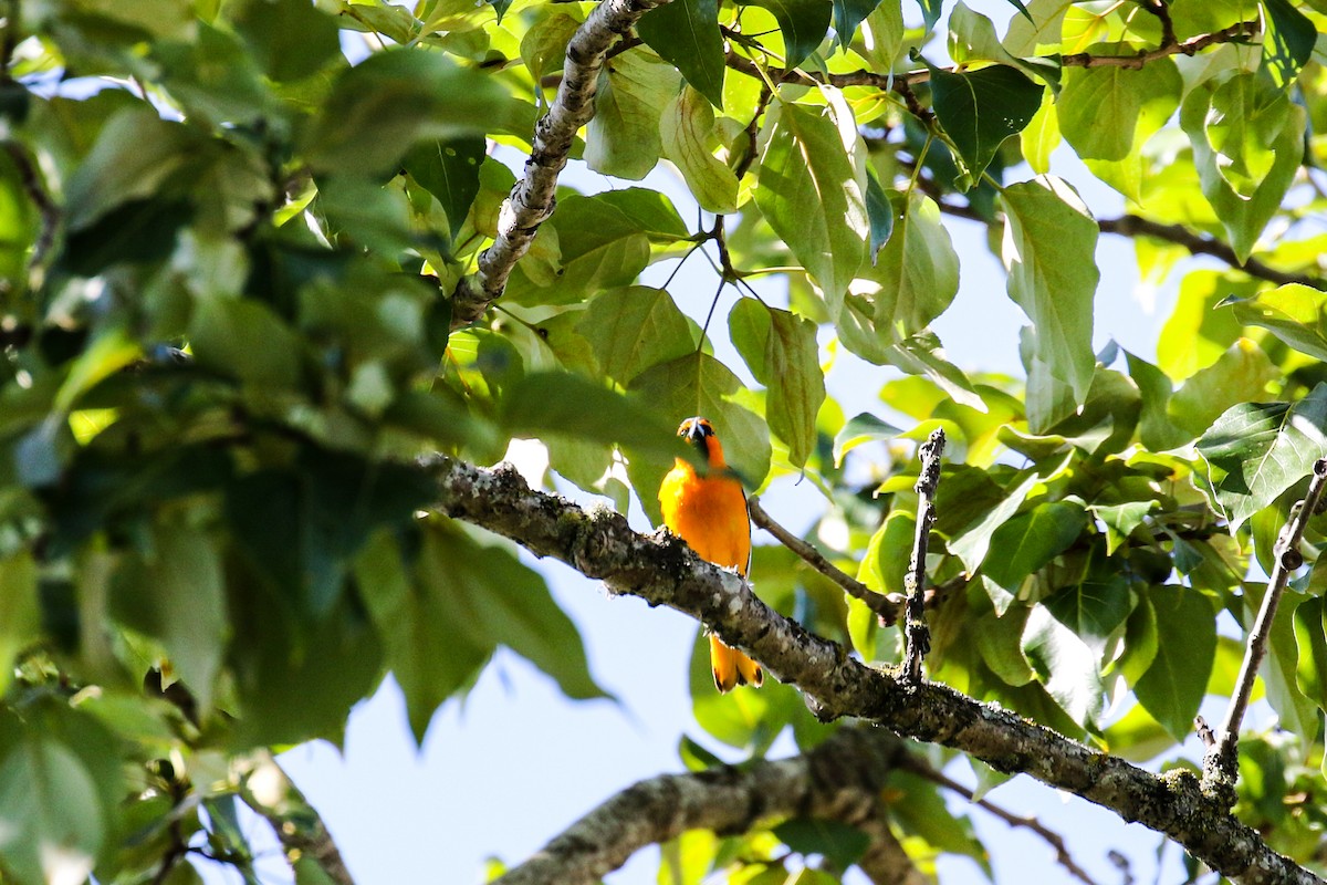 Bullock's Oriole - ML580943131