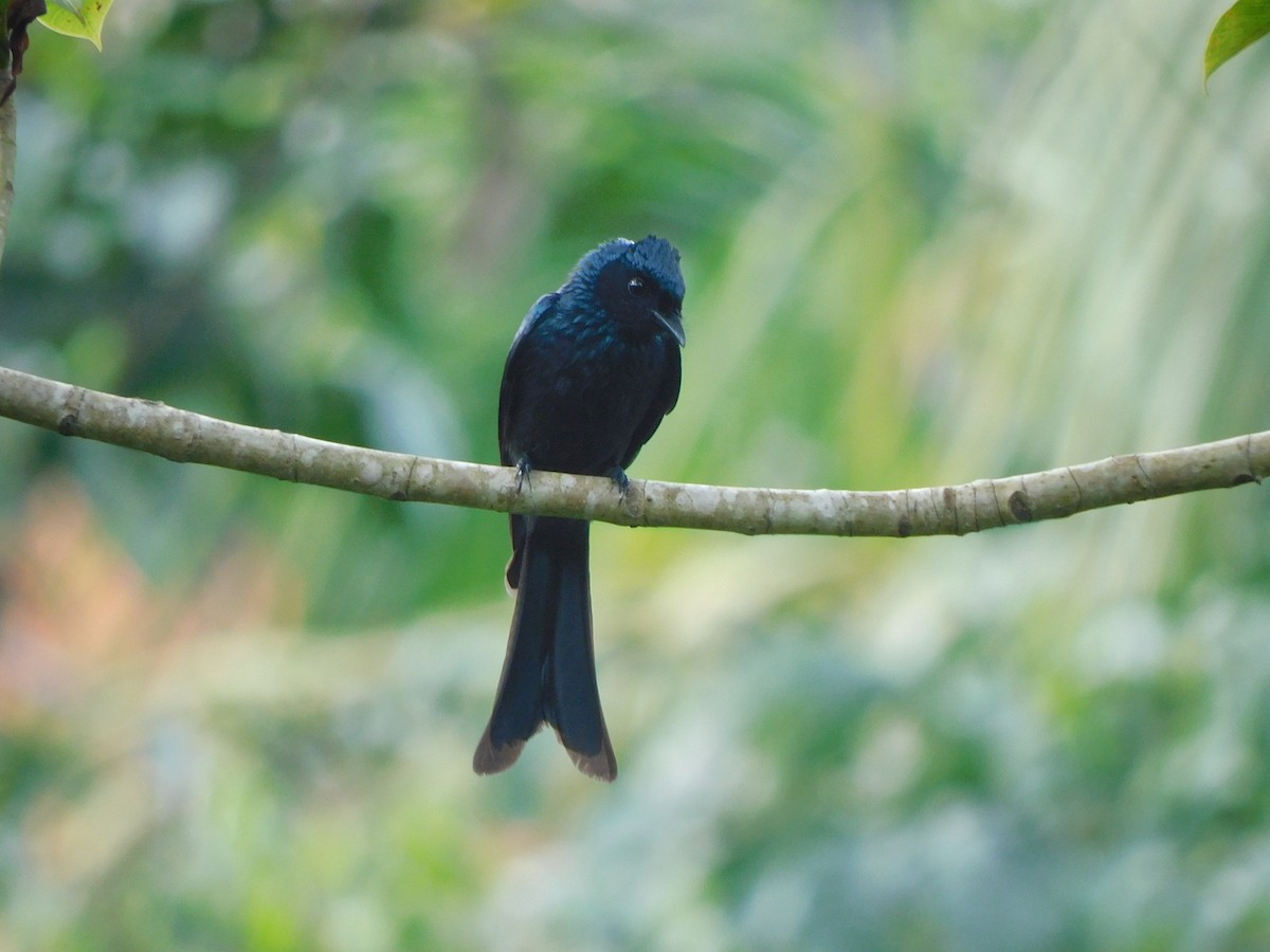 Bronzed Drongo - ML580943161