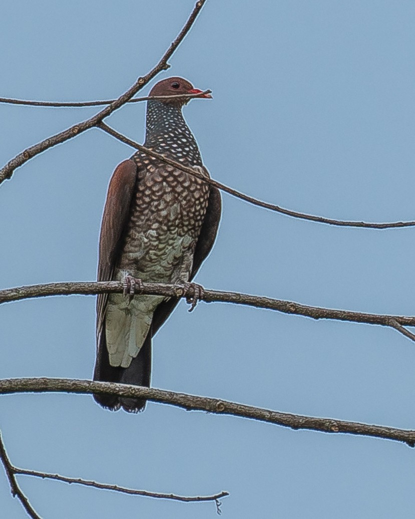 Scaled Pigeon - ML580943581
