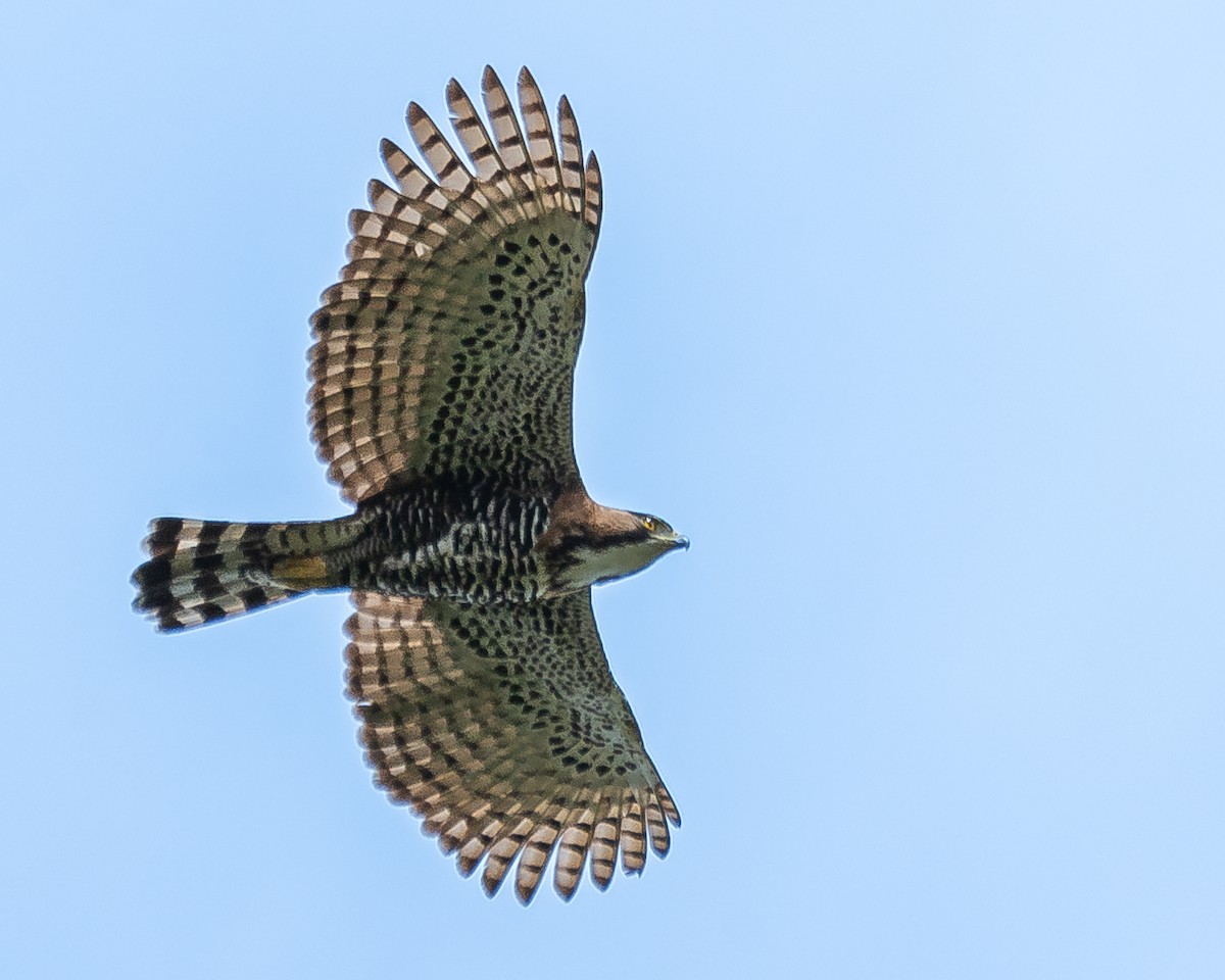 Ornate Hawk-Eagle - Ricardo Rojas Arguedas
