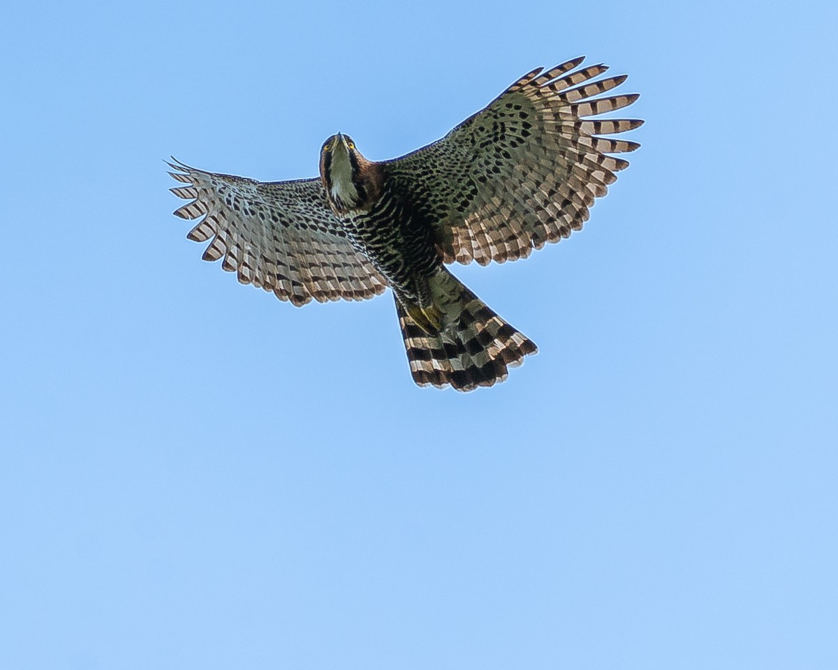 Ornate Hawk-Eagle - Ricardo Rojas Arguedas