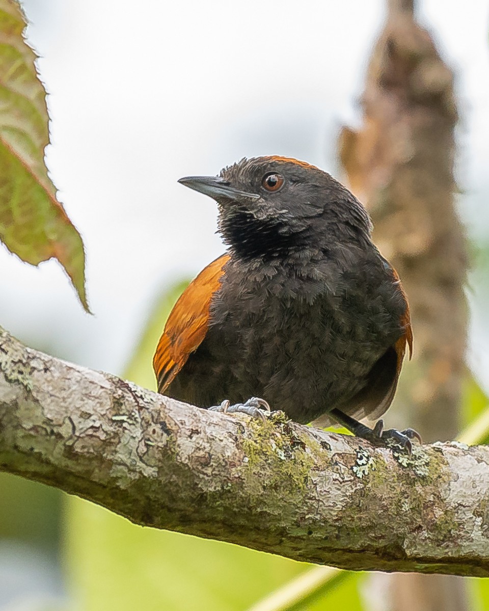 Slaty Spinetail - ML580943991