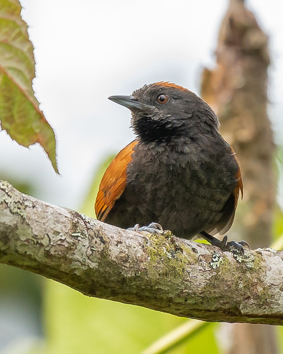 Slaty Spinetail - ML580944001