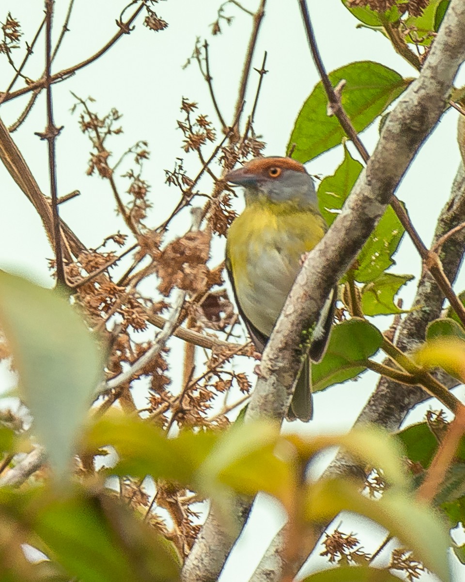 Rufous-browed Peppershrike - ML580944071