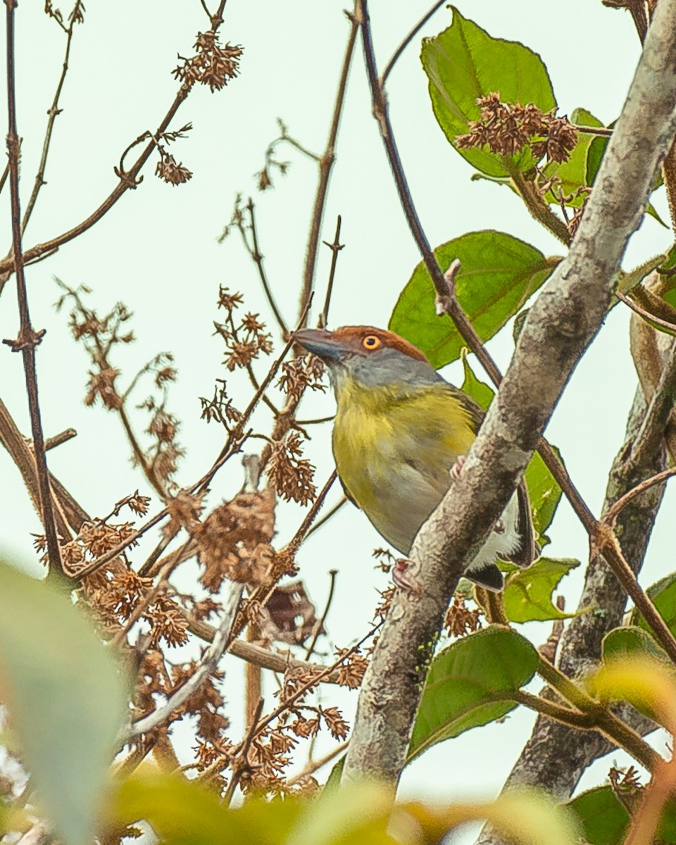 Rufous-browed Peppershrike - ML580944081