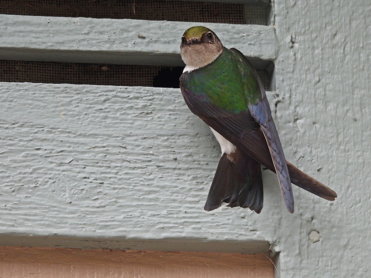 Violet-green Swallow - Ken Burton