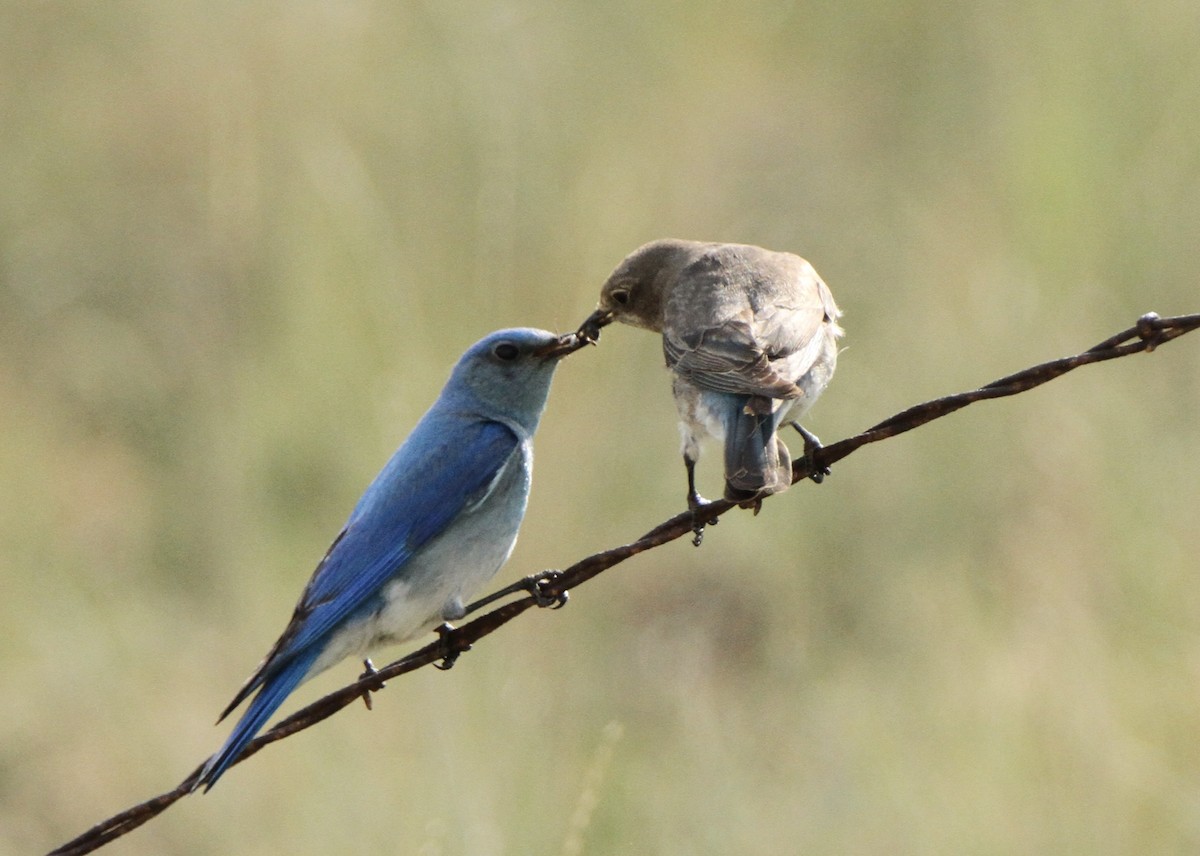 Mountain Bluebird - ML580944191