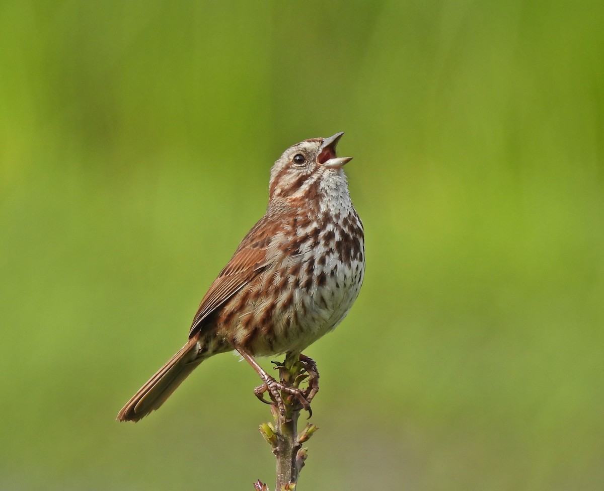 Song Sparrow (heermanni Group) - ML580944231