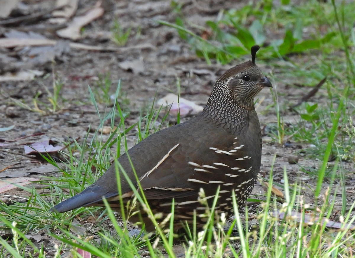 Galeper kaliforniarra - ML580944341