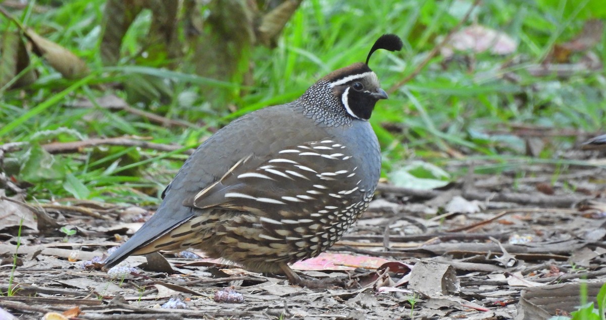 Galeper kaliforniarra - ML580944391