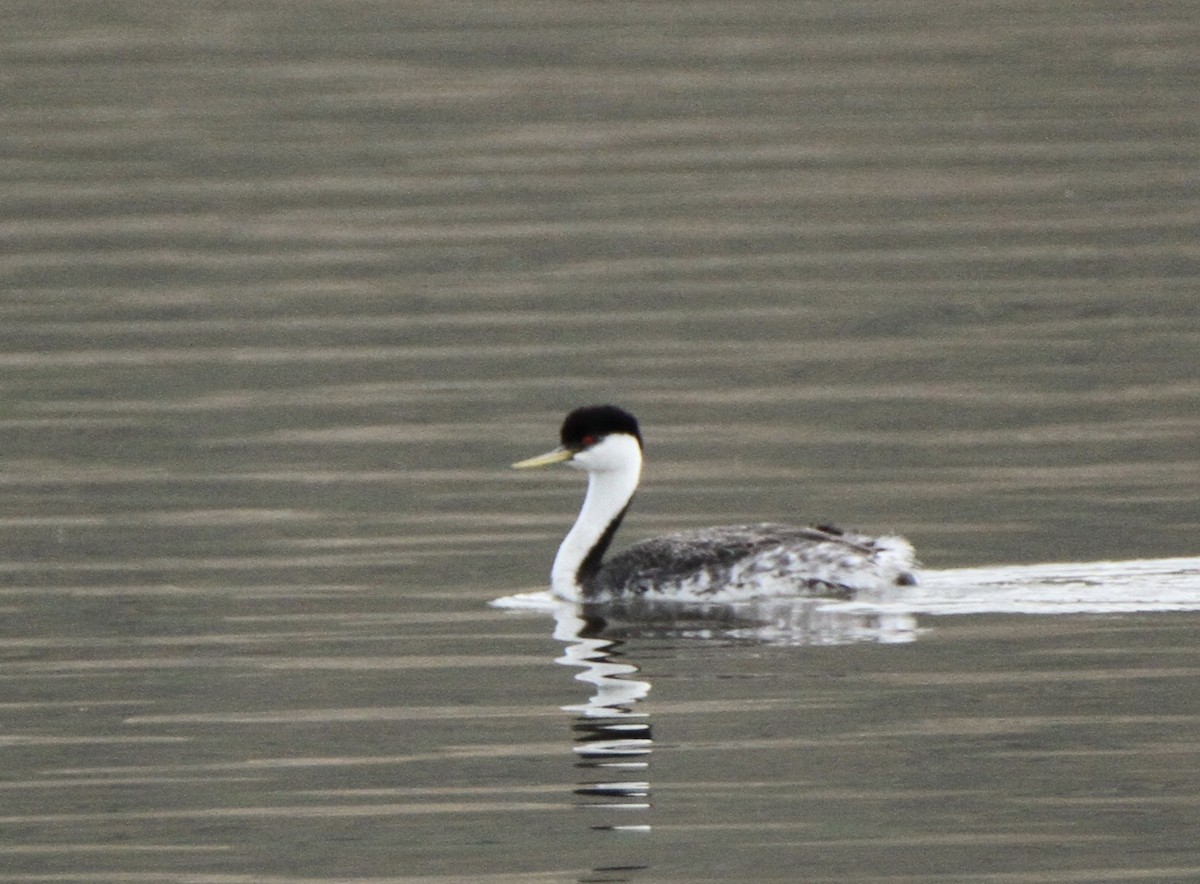 Western Grebe - Josiah Lavender