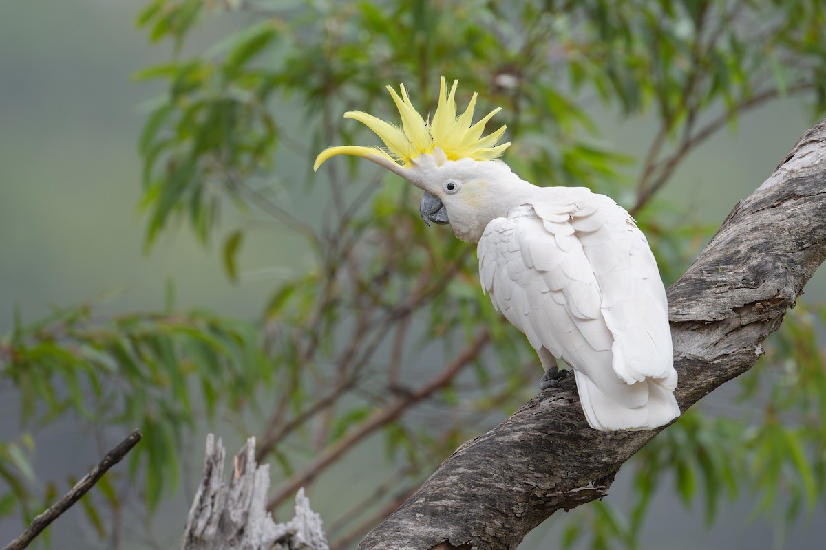 Sulphur-crested Cockatoo - ML580944491