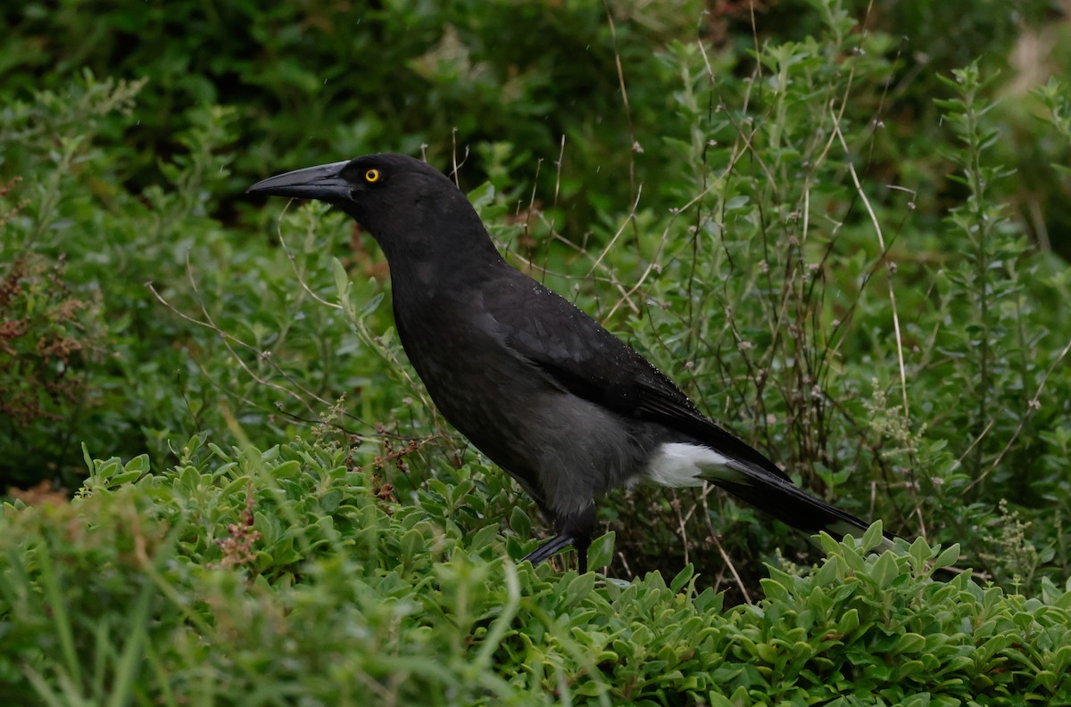 Pied Currawong - ML580944661