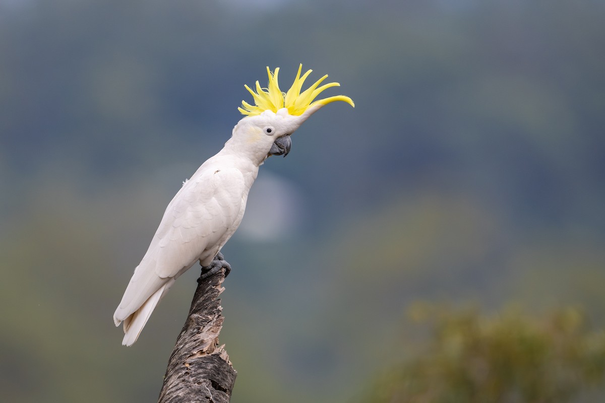 Sulphur-crested Cockatoo - David Southall