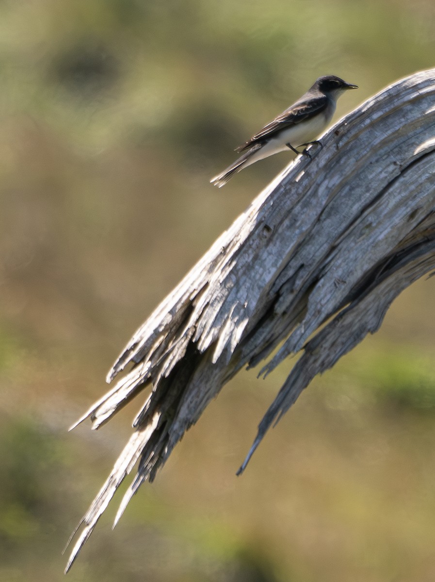 Eastern Kingbird - Elizabeth Crouthamel