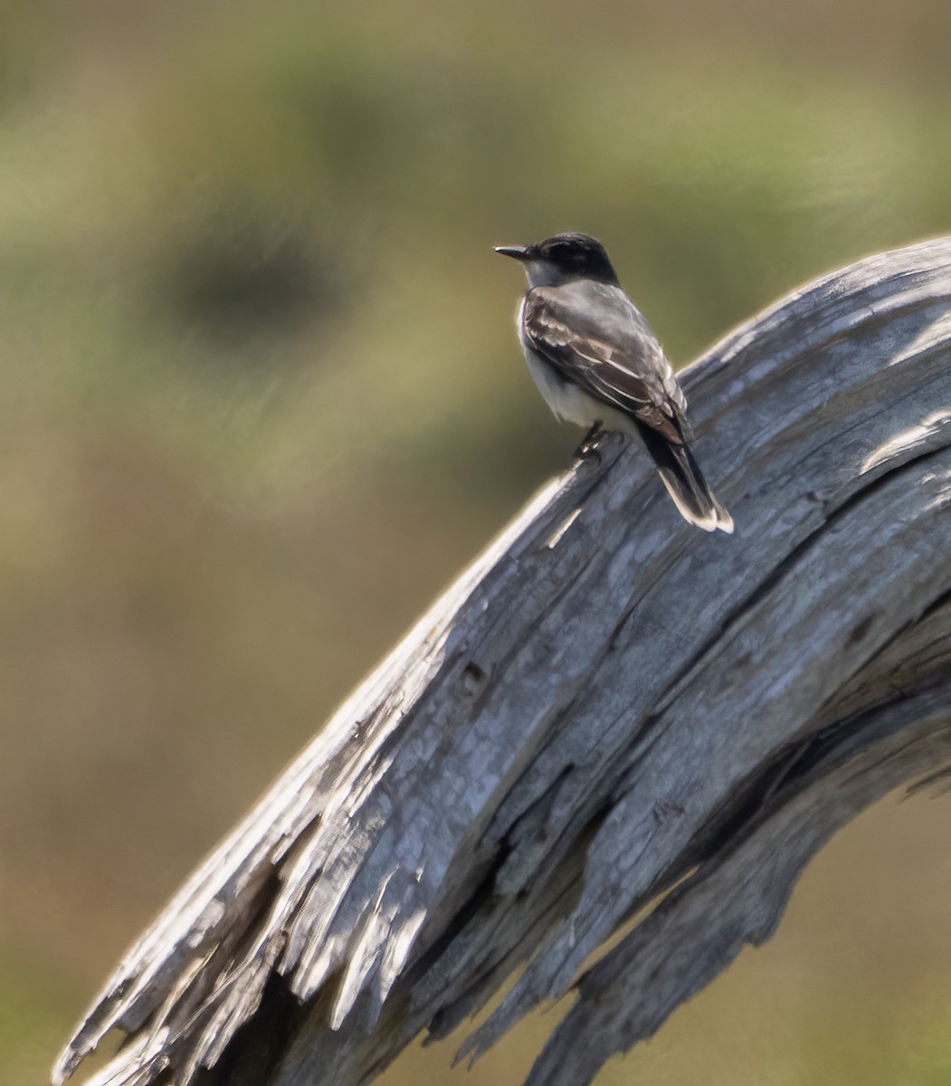 Eastern Kingbird - Elizabeth Crouthamel