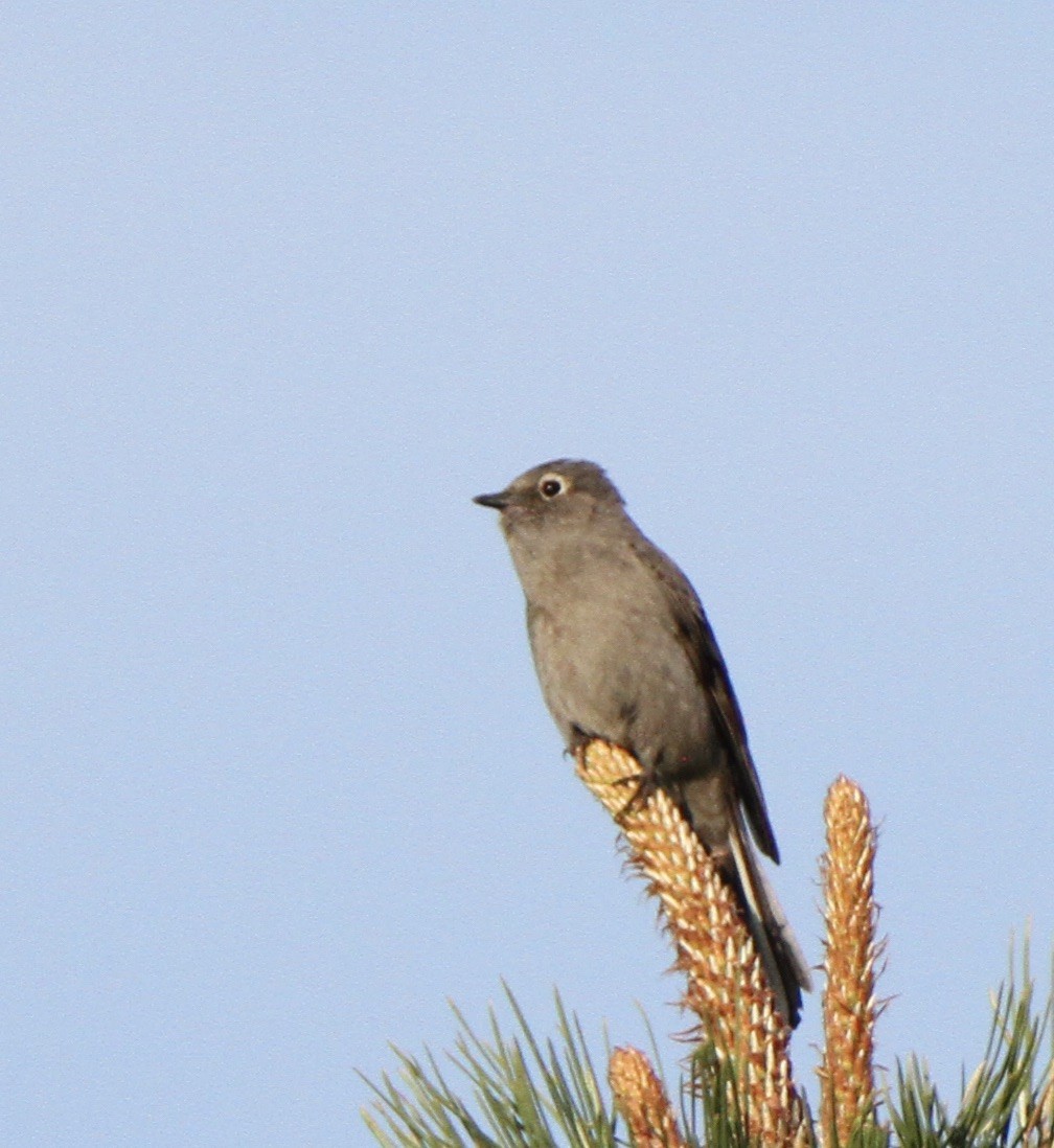 Townsend's Solitaire - Josiah Lavender