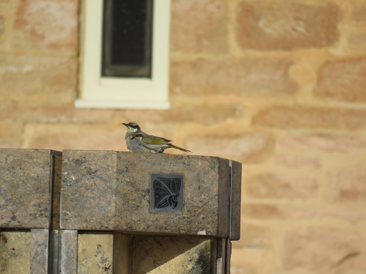 Singing Honeyeater - ML580945501