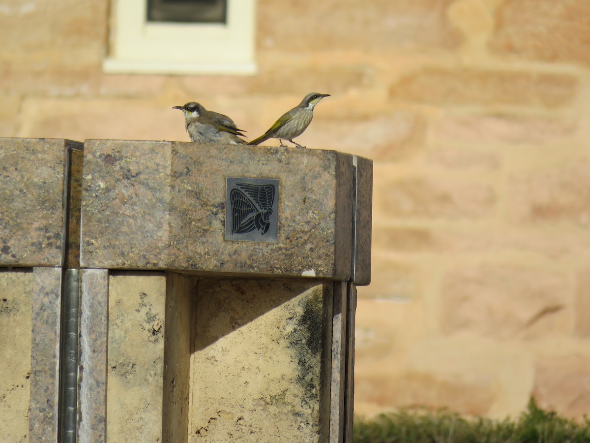 Singing Honeyeater - ML580945511