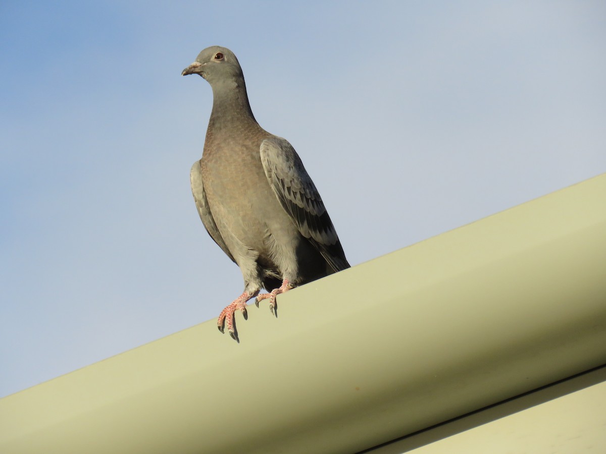 Rock Pigeon (Feral Pigeon) - ML580945571