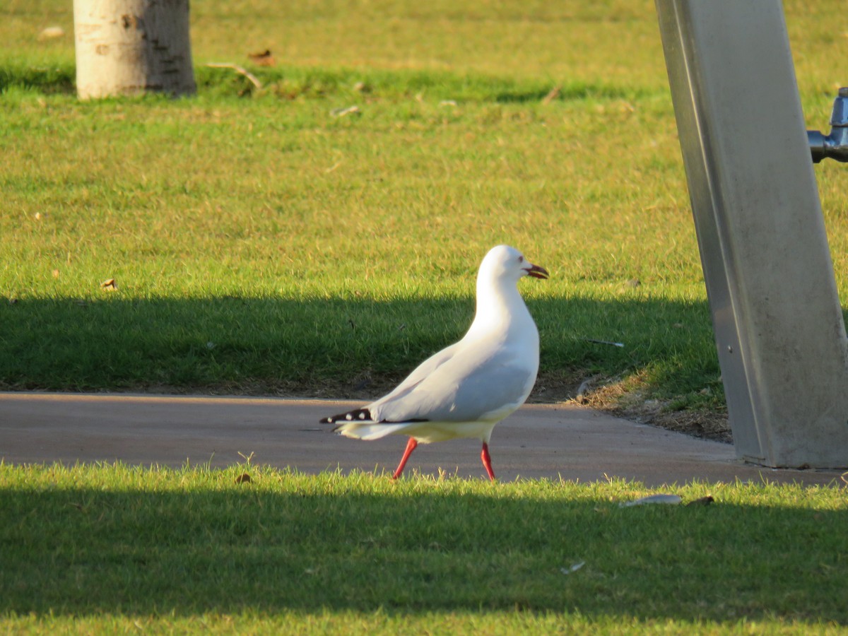 Silver Gull - ML580945661