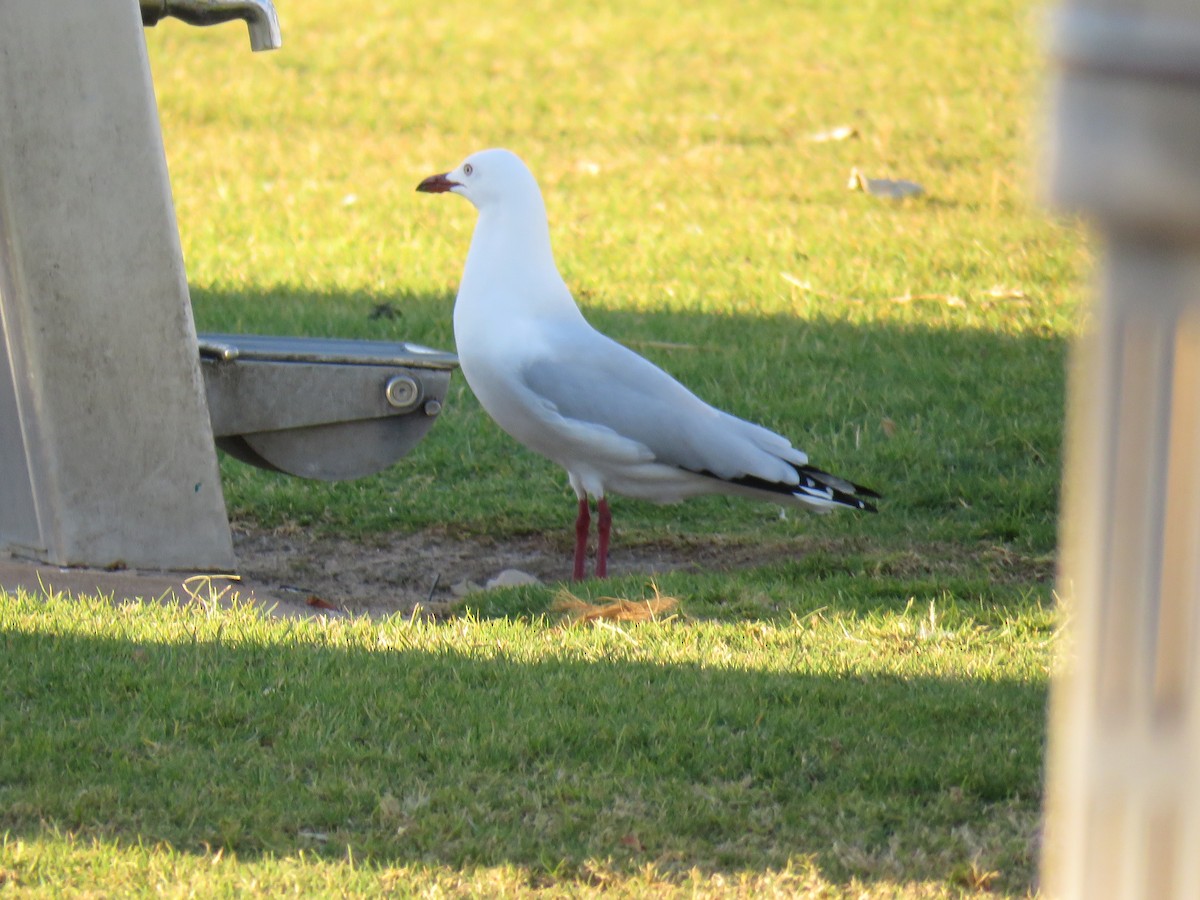 Silver Gull - ML580945691