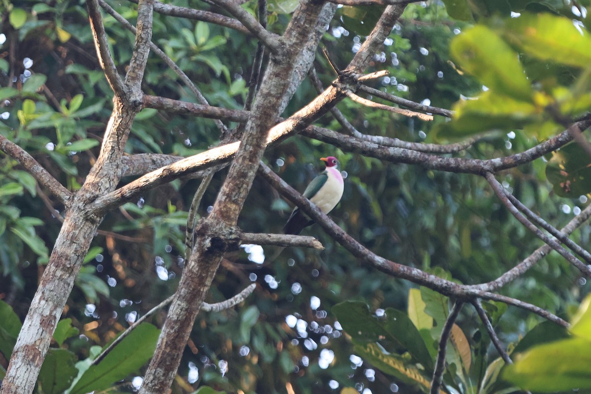 Jambu Fruit-Dove - ML580946421