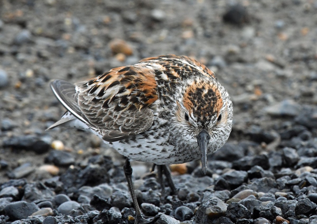 Western Sandpiper - Richard Taylor