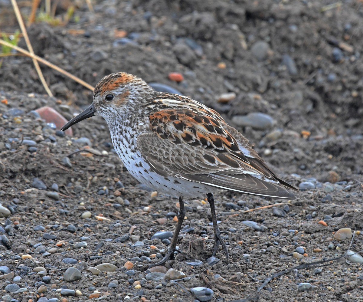 Western Sandpiper - Richard Taylor