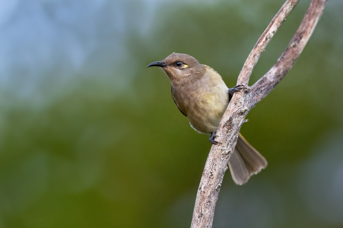 Brown Honeyeater - JJ Harrison