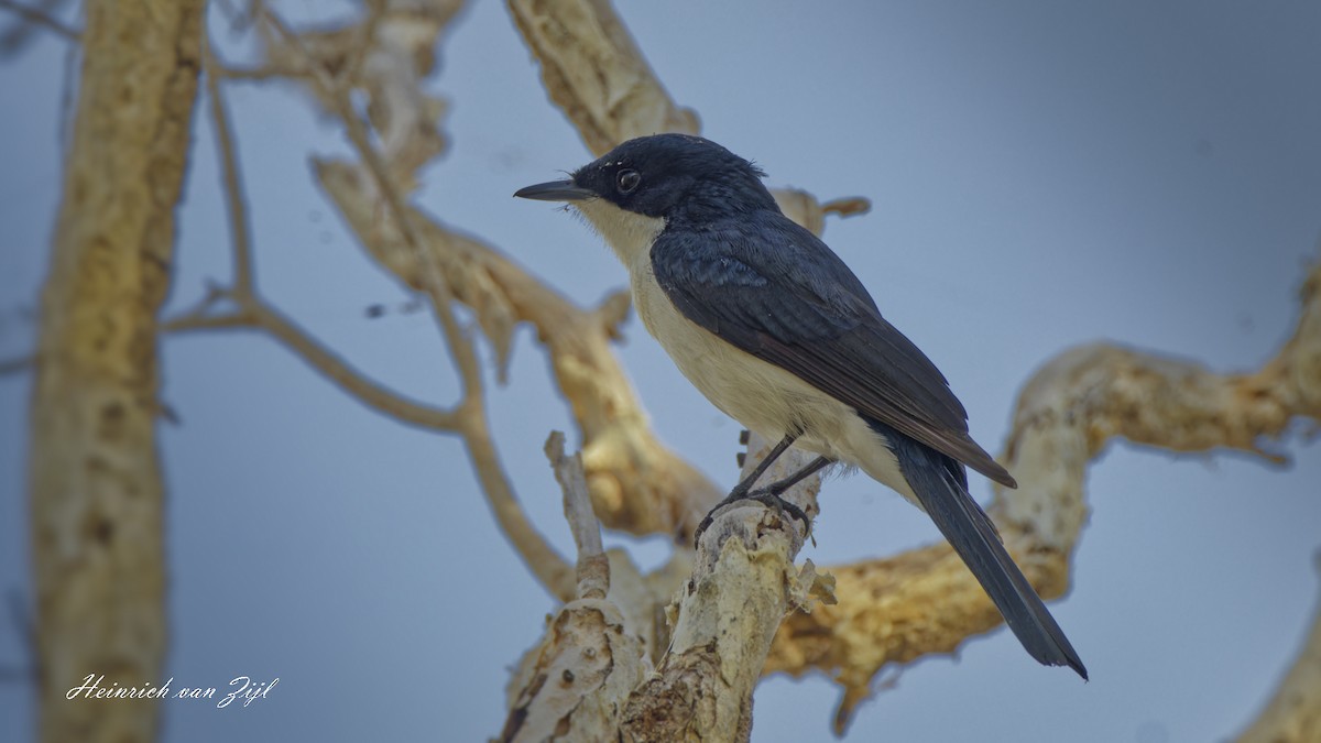 Paperbark Flycatcher - Heinrich van Zijl