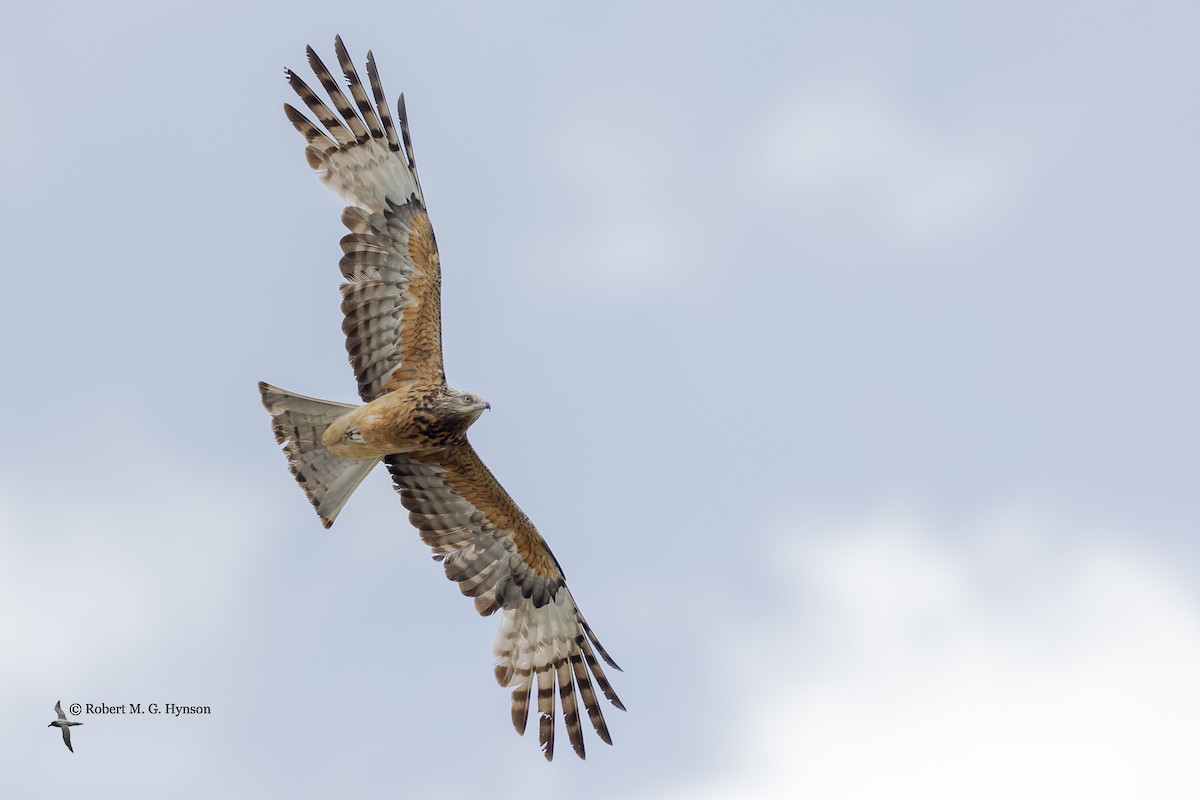 Square-tailed Kite - Robert Hynson