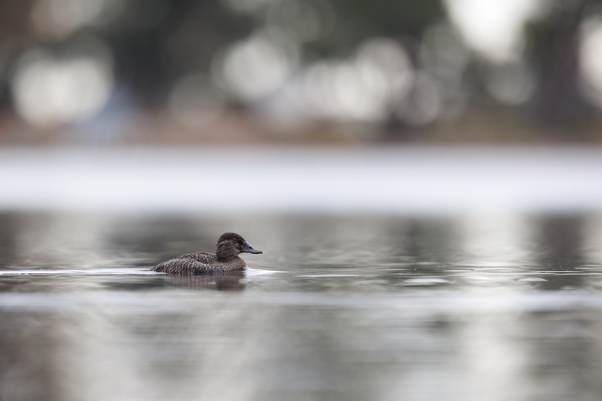 Blue-billed Duck - ML580951541