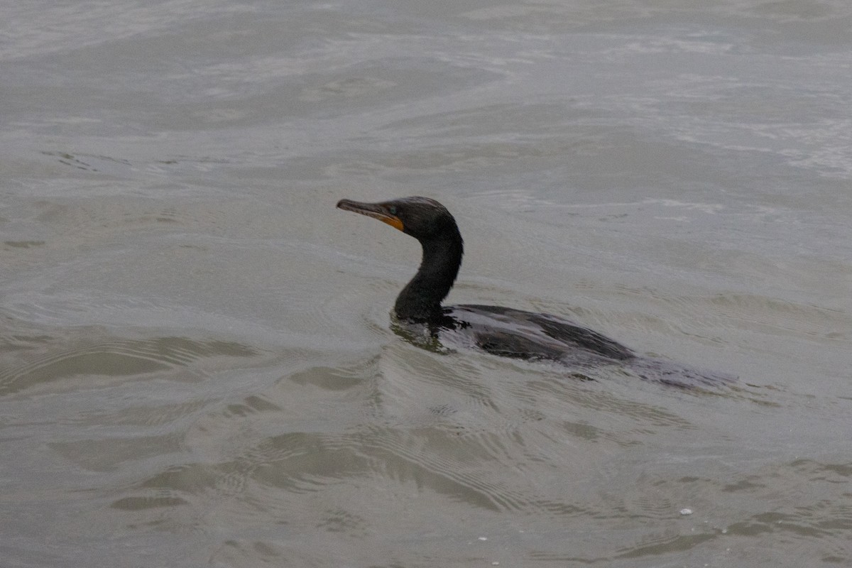 Double-crested Cormorant - ML580953901