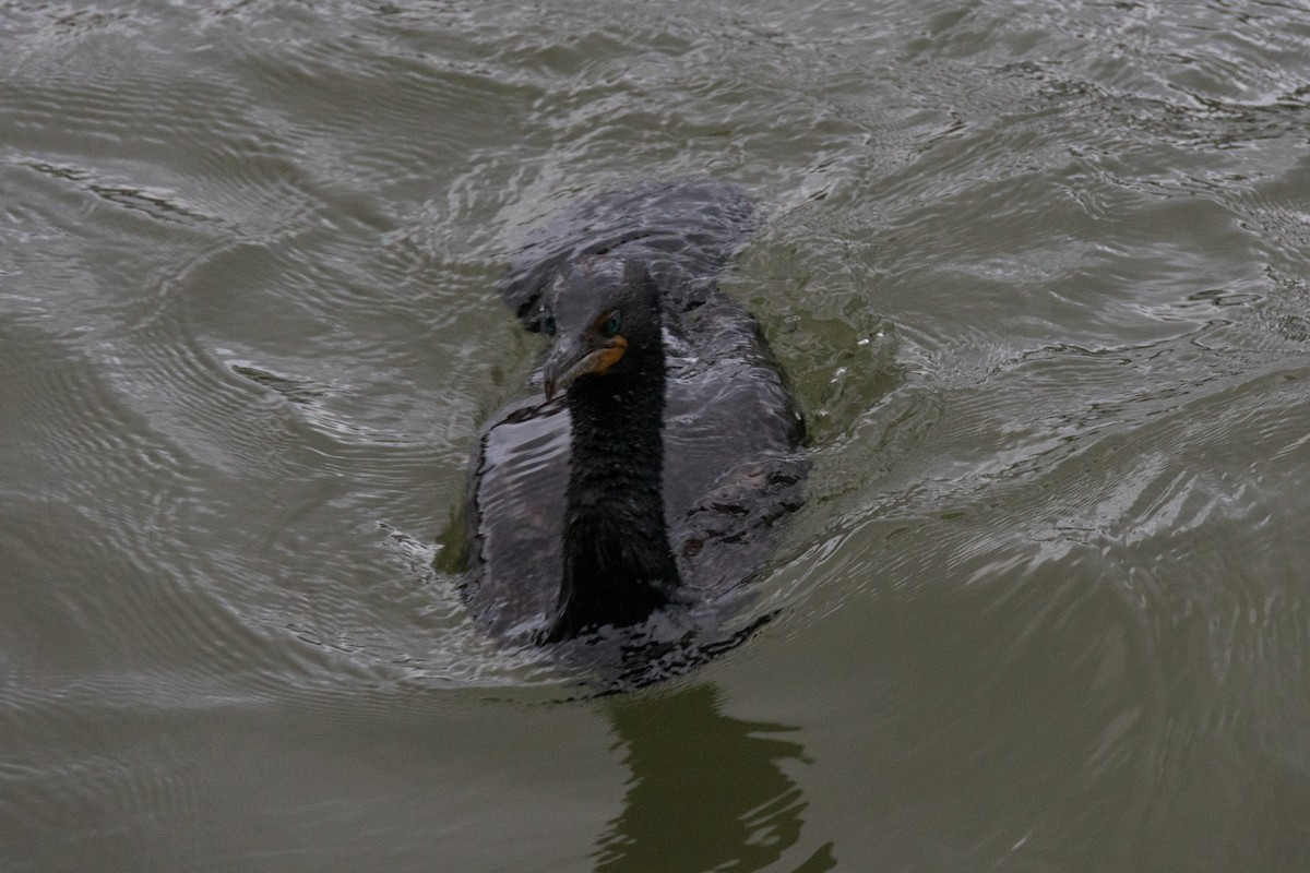 Double-crested Cormorant - ML580953921