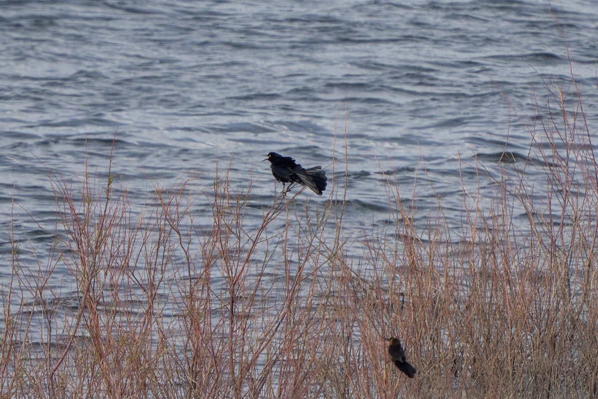 Great-tailed Grackle - ML580954591
