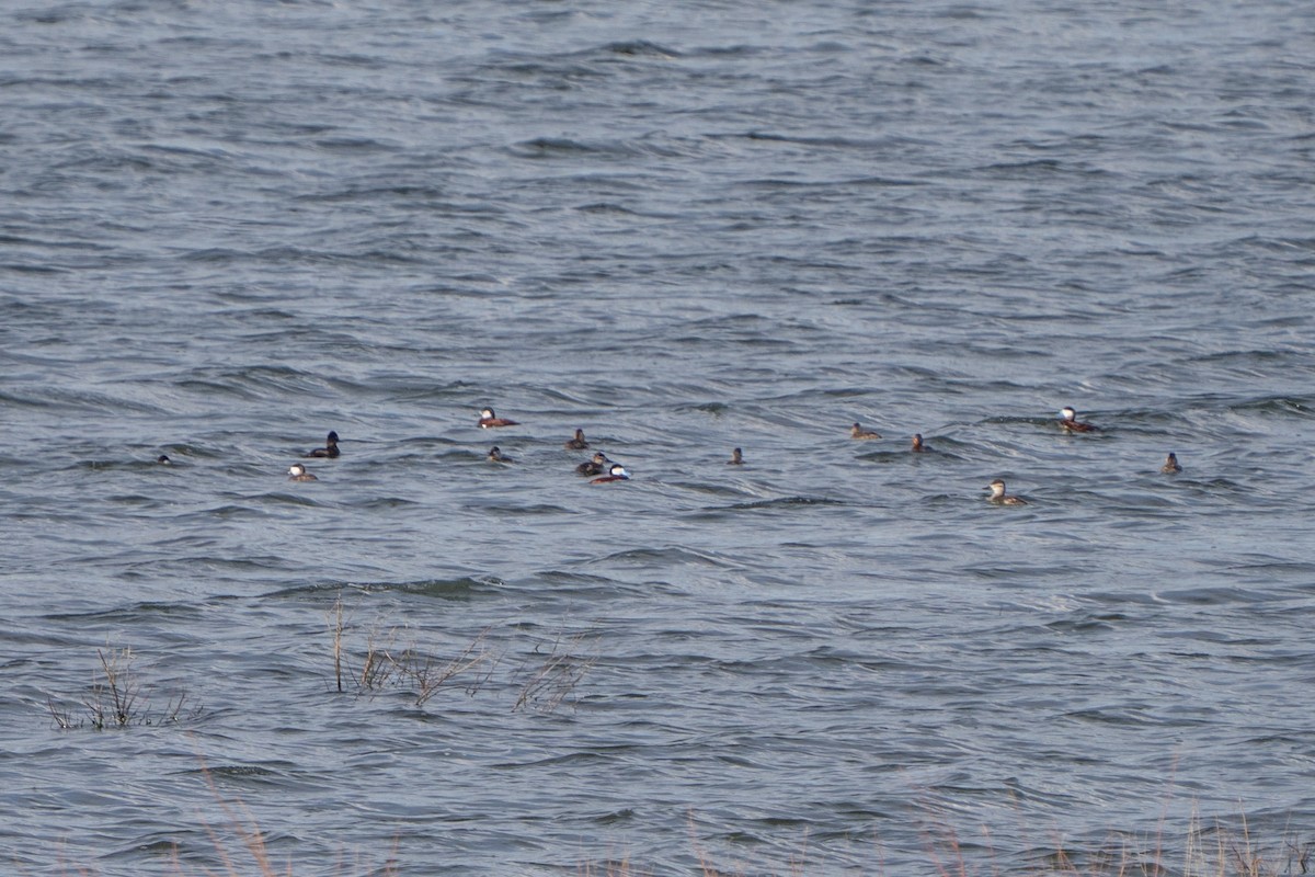 Ruddy Duck - ML580954621