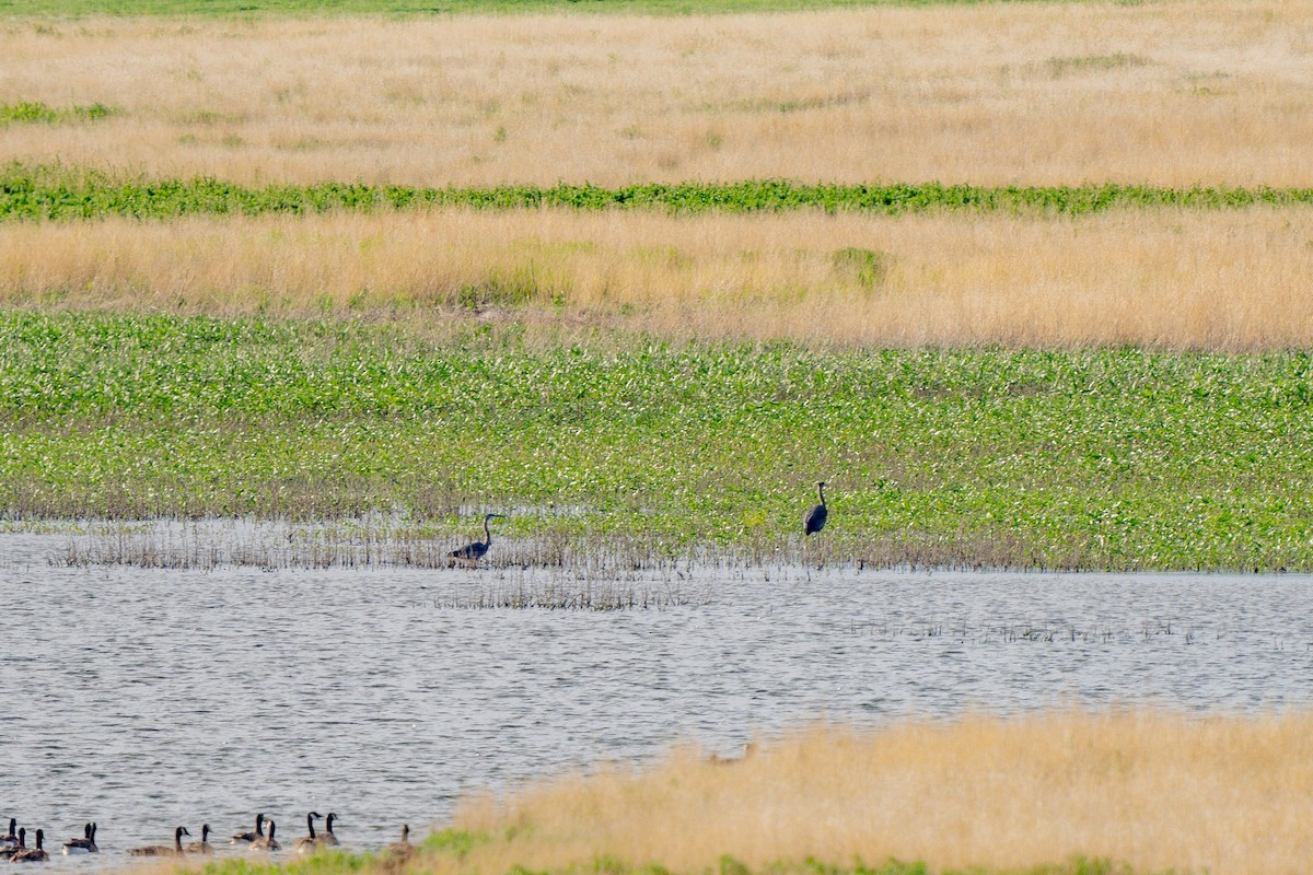 Great Blue Heron - ML580954721