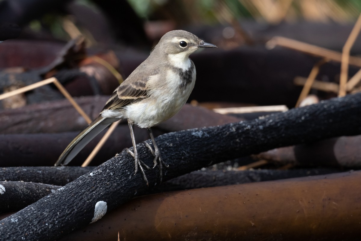 Cape Wagtail - Terence Alexander