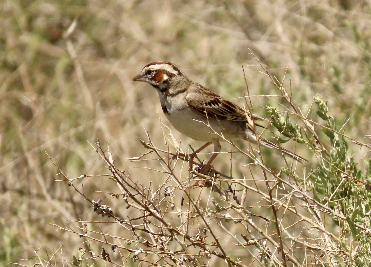 Lark Sparrow - ML580957071