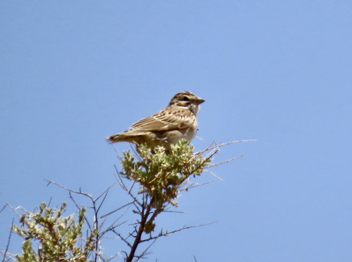 Lark Sparrow - ML580957091