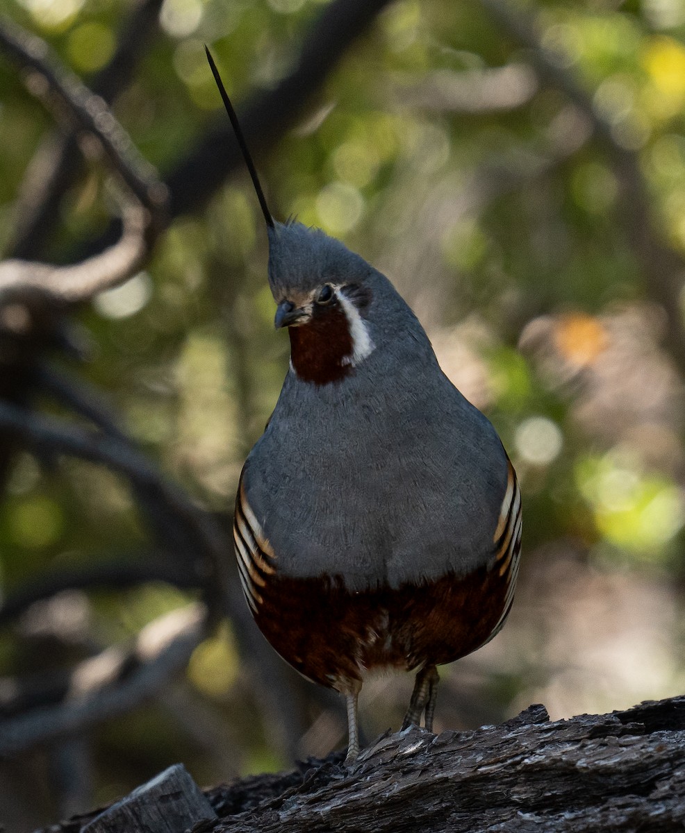 Mountain Quail - ML580957881