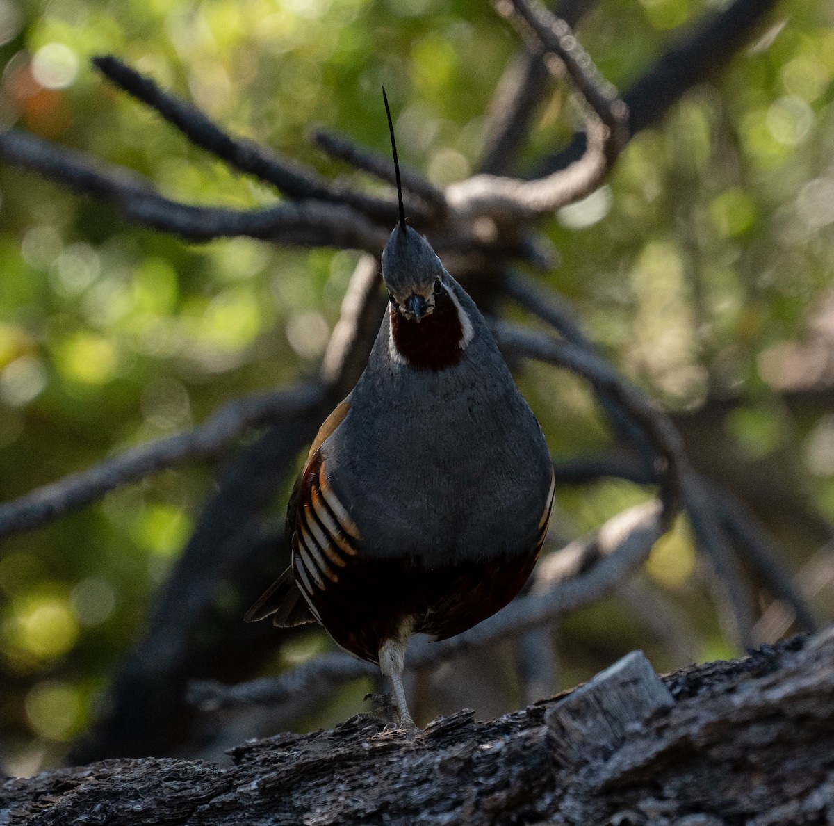 Mountain Quail - ML580957891