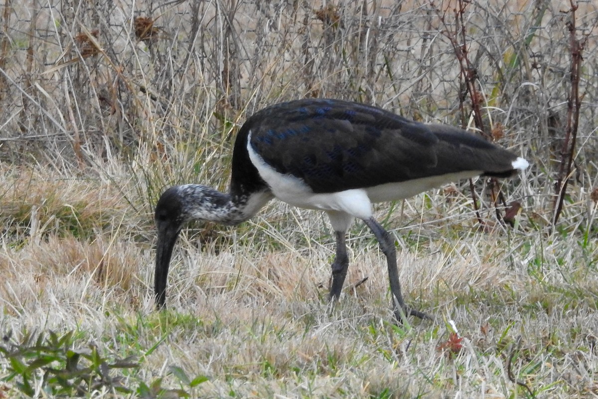 Straw-necked Ibis - Mark Tindale