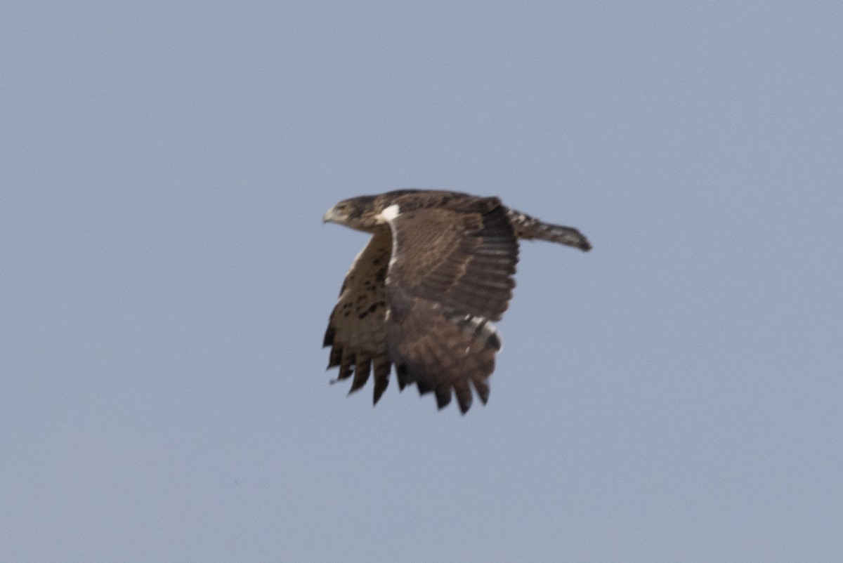 Águila de Ayres - ML580959331