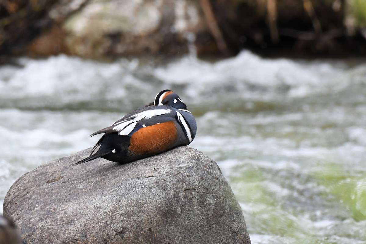 Harlequin Duck - ML580960631